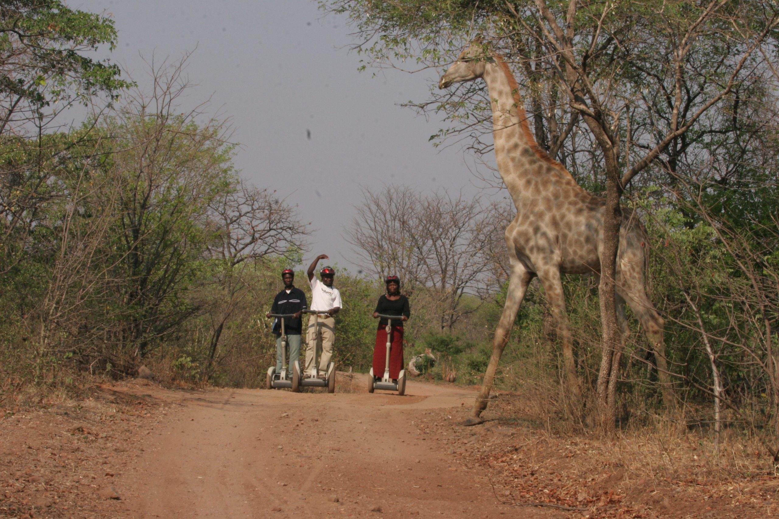 3 segways and giraffe